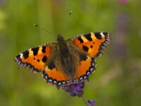 Aglais urticae 50, Kleine vos, Saxifraga-Jan Nijendijk