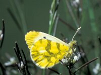 Anthocharis belia, Moroccan Orange Tip