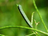 Anthocharis cardamines, Orange-tip