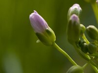 Anthocharis cardamines 12, Oranjetipje, egg, Vlinderstichting-Kars Veling