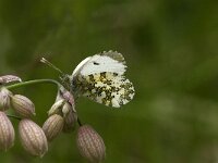 Anthocharis cardamines 18, Oranjetipje, female, Saxifraga-Jan van der Straaten
