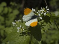 Anthocharis cardamines 48, Oranjetipje, male, Saxifraga-Marijke Verhagen