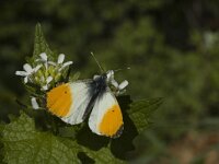 Anthocharis cardamines 50, Oranjetipje, male, Saxifraga-Marijke Verhagen