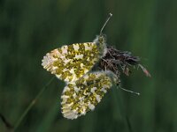 Anthocharis cardamines 7, Oranjetipje, Vlinderstichting-Kars Veling