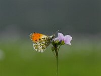 Anthocharis cardamines 70, Oranjetipje, male, Saxifraga-Arthur van Dijk