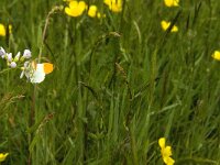 Anthocharis cardamines 78, Oranjetipje, Saxifraga-Jan van der Straaten