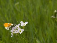Anthocharis cardamines 86, Oranjetipje, Saxifraga-Jan van der Straaten