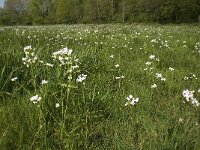 Anthocharis cardamines 94, Oranjetipje, habitat, NL, Noord-Brabant, Best, De Scheeken, Saxifraga-Jan van der Straaten