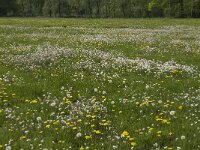 Anthocharis cardamines 99, Oranjetipje, habitat, NL, Noord-Brabant, Oirschot, De Mortelen, Saxifraga-Jan van der Straaten