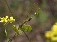 Anthocharis euphenoides, Provence Orange Tip