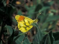 Anthocharis euphenoides 3, Geel oranjetipje, male, Vlinderstichting-Kars Veling