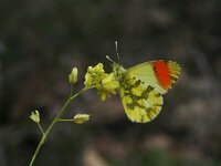 Anthocharis euphenoides 7, Geel oranjetipje, male and egg, Saxifraga-Kars Veling