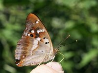 Apatura ilia 25, Kleine weerschijnvlinder, on finger, Saxifraga-Kars Veling