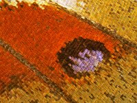 Apatura iris, Purple Emperor