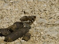 Apatura iris 15, Grote weerschijnvlinder, male, Saxifraga-Marijke Verhagen