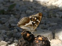 Apatura iris 18, Grote weerschijnvlinder, male, Saxifraga-Jan van der Straaten
