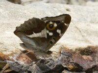 Apatura iris 26, Grote weerschijnvlinder, male, Saxifraga-Marijke Verhagen