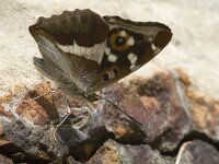 Apatura iris 28, Grote weerschijnvlinder, male, Saxifraga-Marijke Verhagen