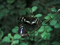 Apatura iris 46, Grote weerschijnvlinder, pair, Vlinderstichting-Kars Veling