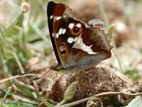 Apatura iris 50, Grote weerschijnvlinder, Vlinderstichting-Albert Vliegenthart