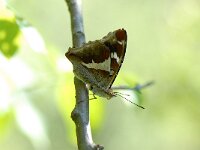 Apatura iris 6, Grote weerschijnvlinder, Saxifraga-Arthur van Dijk