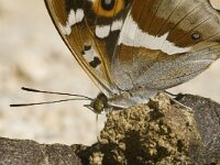 Apatura iris 9, Grote Weerschijnvlinder, male, Saxifraga-Marijke Verhagen