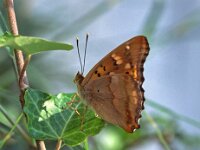 Apatura metis, Freyers Purple Emperor