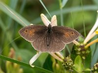 Aphantopus hyperantus, Ringlet