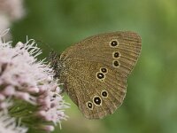Aphantopus hyperantus 19, Koevinkje, Saxifraga-Willem van Kruijsbergen