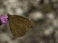Aphantopus hyperantus 28, Koevinkje, Saxifraga-Jan van der Straaten