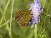 Aphantopus hyperantus 3, Koevinkje, female, Saxifraga-Jan van der Straaten