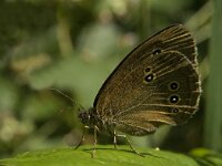 Aphantopus hyperantus 47, Koevinkje, Saxifraga-Jan van der Straaten