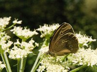 Aphantopus hyperantus 49, Koevinkje, Saxifraga-Jan van der Straaten