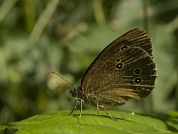 Aphantopus hyperantus 50, Koevinkje, Saxifraga-Jan van der Straaten