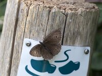 Aphantopus hyperantus 56, Koevinkje, Saxifraga-Roel Meijer