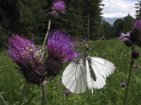 Aporia crataegi, Black-veined White