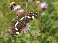 Araschnia levana 118, Landkaartje, on Cirsium arvense, Saxifraga-Kars Veling