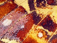 205_01, Araschnia levana : Araschnia levana, Map Butterfly, Landkaartje, forewing underside