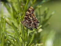 Araschnia levana 22, Landkaartje, Vlinderstichting-Henk Bosma