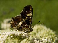 Araschnia levana 51, Landkaartje, 2nd generation, Saxifraga-Marijke Verhagen