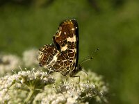 Araschnia levana 52, Landkaartje, 2nd generation, Saxifraga-Marijke Verhagen