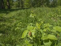 Araschnia levana 59, Landkaartje, habitat, NL, Noord-Brabant, Best, De Scheeken, Saxifraga-Jan van der Straaten