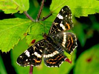 Araschnia levana 6, Landkaartje, female, 2nd generation, Vlinderstichting-Ab H Baas