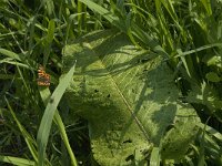 Araschnia levana 61, Landkaartje, habitat, NL, Noord-Brabant, Best, De Scheeken, Saxifraga-Jan van der Straaten