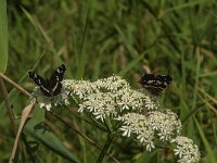Araschnia levana 95, Landkaartje, Saxifraga-Jan van der Straaten