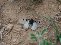 Archon apollinus, The False Apollo