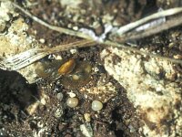 Arethusana arethusa 2, Oranje steppevlinder, Saxifraga-Frits Bink