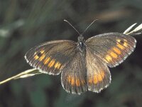 Arethusana arethusa 6, Oranje steppevlinder, male, Saxifraga-Frits Bink