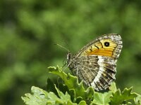 Arethusana arethusa 8, Oranje steppevlinder, Vlinderstichting-Chris van Swaay  8.11 15:14