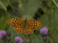 Argynnis adippe 19, Adippevlinder, Saxifraga-Jan van der Straaten